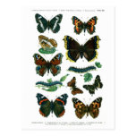 European Butterflies Plate III Postcard