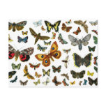 European Butterfly Collage