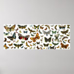 European Butterfly Collage