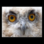 European Eagle owl postcards