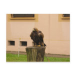 European Falcon
