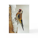 European Goldfinch in snow greeting card