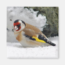 European Goldfinch in snow magnet