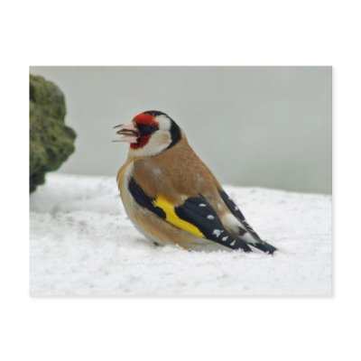 European Goldfinch in snow postcard by Thorninger