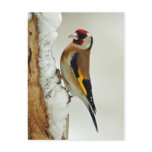 European Goldfinch in snow postcard