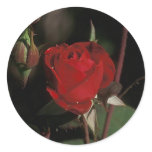 European Red stickers