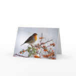 European Robin and orange berry Cards