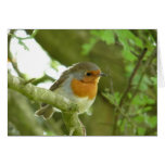 "European Robin-Bird Northumberland England" Card