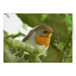 "European Robin-Bird Northumberland England" Cards