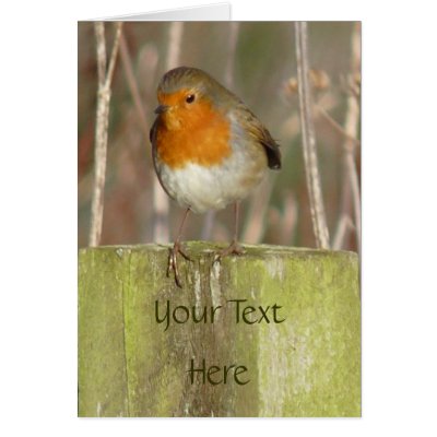 "European Robin-Bird Northumberland England" Greeting Cards by MaryMcandrew