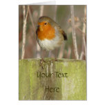 "European Robin-Bird Northumberland England" cards
