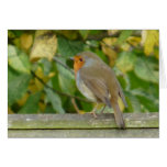 "European Robin-Bird Northumberland England" Cards