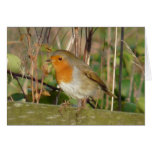 "European Robin-Bird Northumberland England" Greeting Card