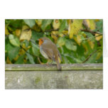 "European Robin-Bird Northumberland England" Greeting Cards