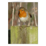 "European Robin-Bird Northumberland England" Greeting Card
