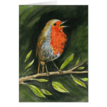 European Robin