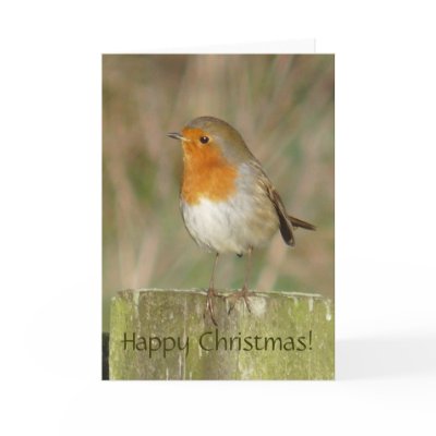European Robin Christmas Card by MaryMcandrew