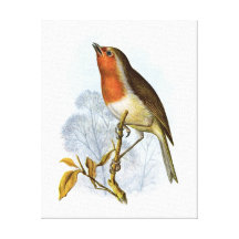 European Robin - Erithacus rubecula Gallery Wrap Canvas