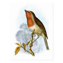 European Robin - Erithacus rubecula Postcard