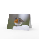 European Robin in snow cards