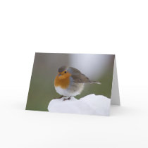 European Robin in snow cards