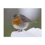 European Robin in snow posstcard Postcards