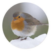 European Robin in snow stickers