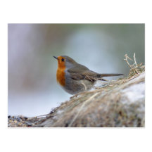 European Robin in winter Postcard
