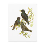 European Starling Postcards