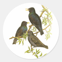 European Starling Stickers