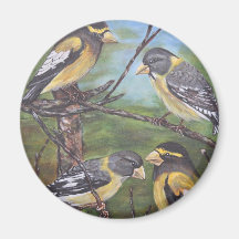Evening Grosbeaks Refrigerator Magnets