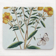 Evening Primrose, plate 73 from 'Collection Precie Mouse Pads