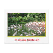 Event Invitation, flamingos Post Card