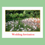 Event Invitation, flamingos postcards