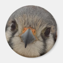 Everett Fridge Magnets