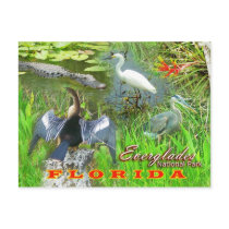 Everglades National Park, Florida Post Cards