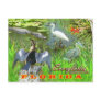 Everglades National Park, Florida Post Cards