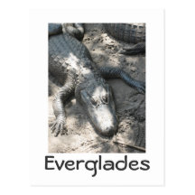 Everglades Postcards