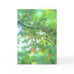 Evergreen Berries Greeting Card