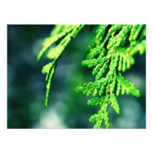 Evergreen Branch Photo Print