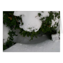 evergreen greeting card