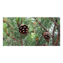 Evergreen Holidays Photo Card