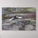Evermann's Rock Ptarmigan in flight Poster