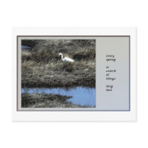 Every Spring Haiku Postcard