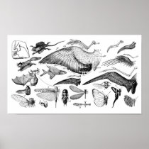 Evolution of Flight Poster