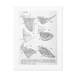 Evolution of paired fins art postcard