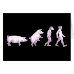 Evolution of pigs