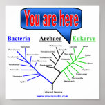 Evolutionary Tree