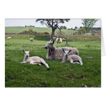 Ewe and Lambs Card