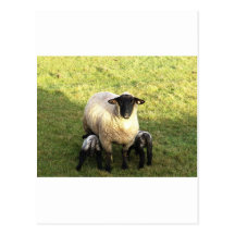 Ewe and lambs post card